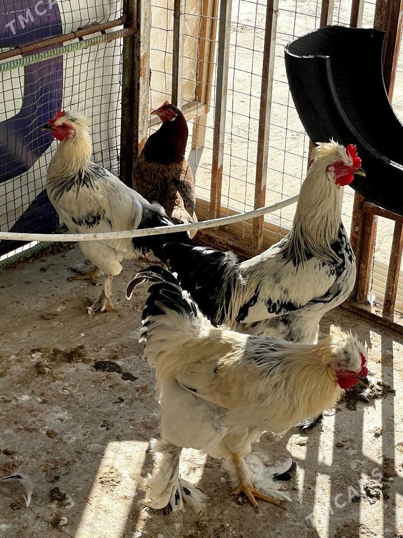 Horazlar - Çoganly - img 1