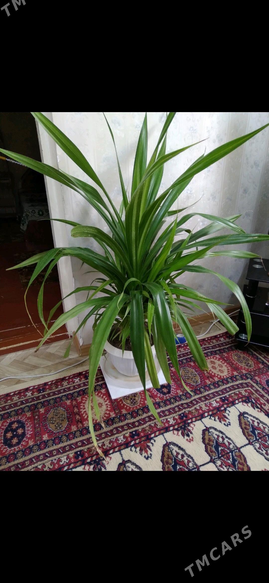 Панданус отростки дешëвые - Türkmengala - img 1
