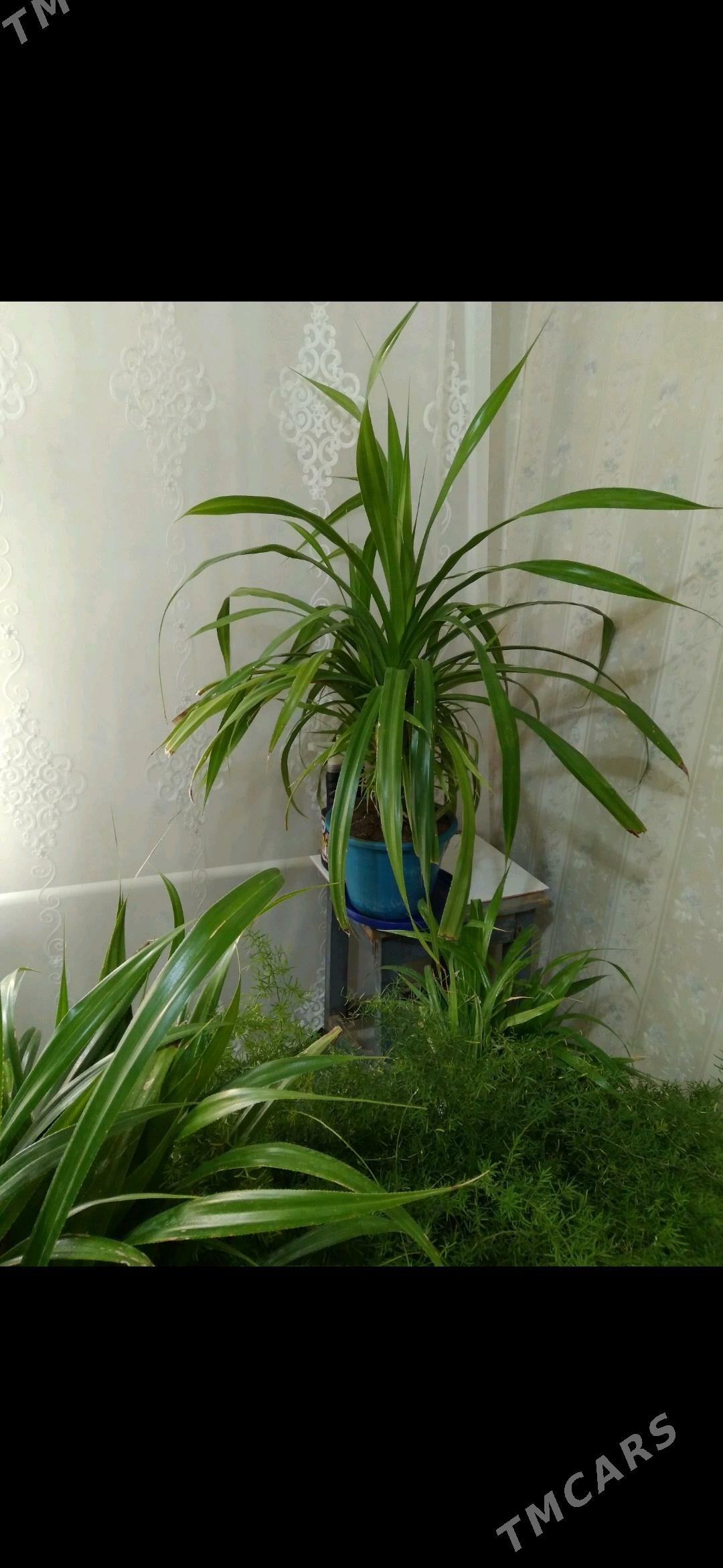 Панданус отростки дешëвые - Türkmengala - img 3