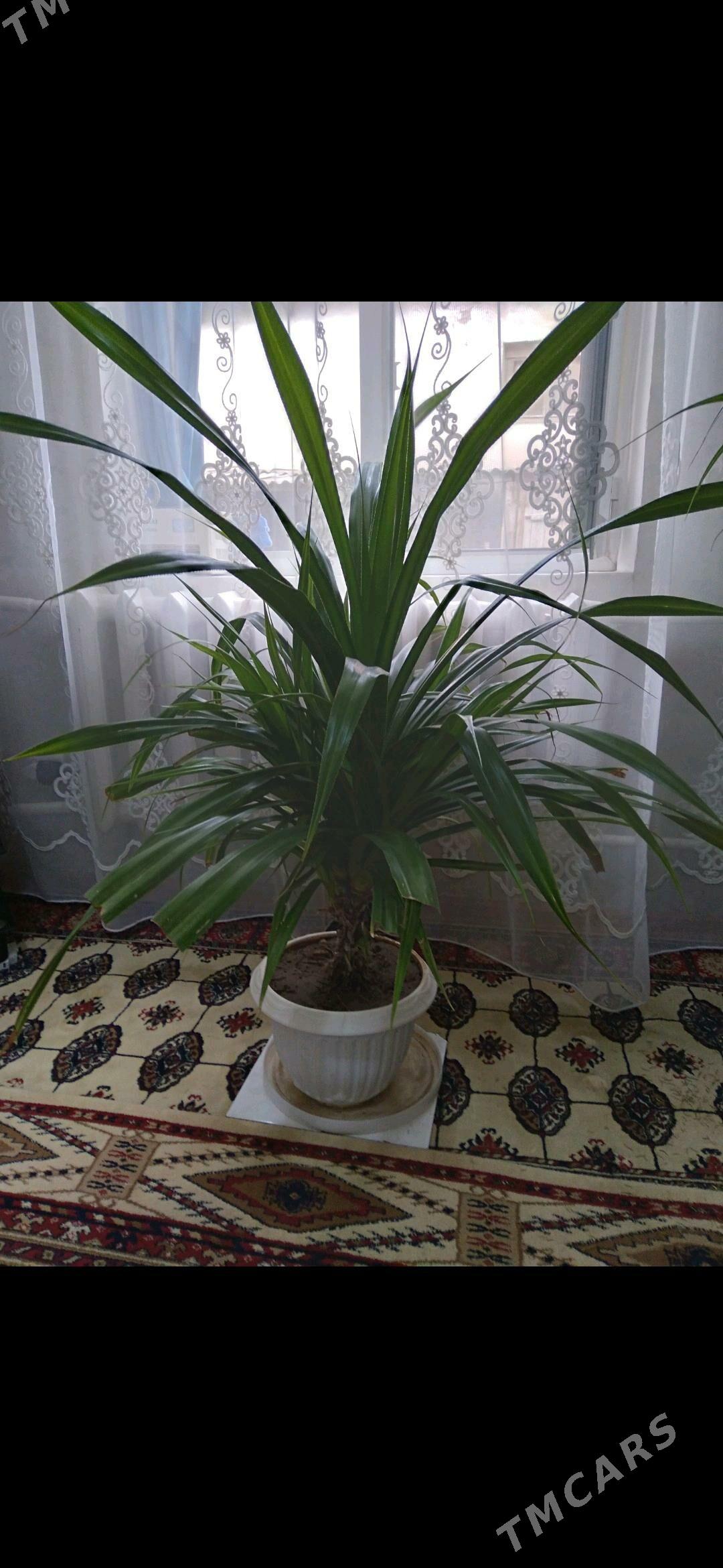 Панданус отростки дешëвые - Türkmengala - img 6