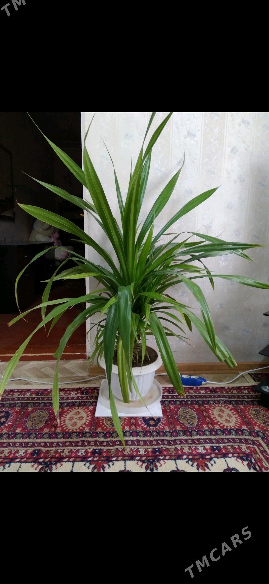 Панданус отростки дешëвые - Türkmengala - img 7