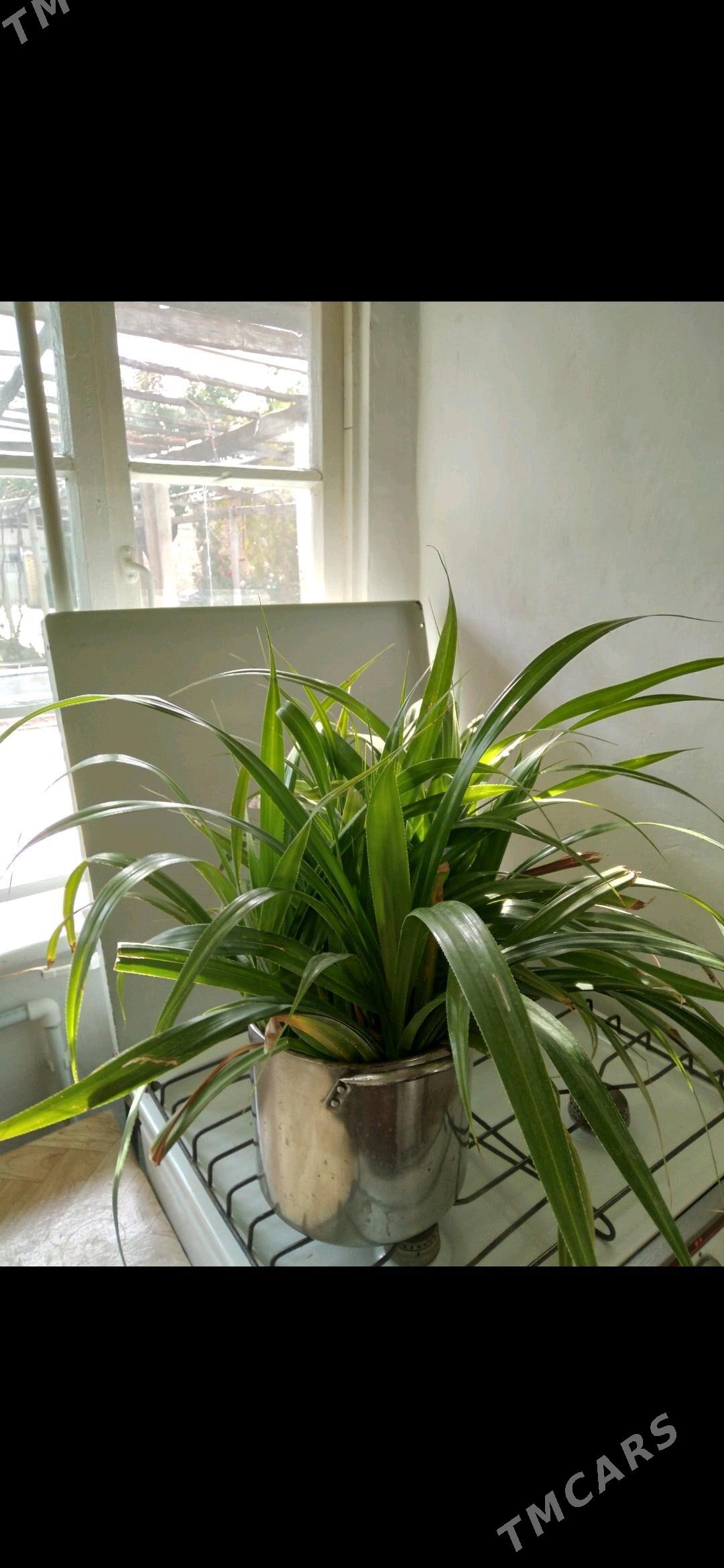 Панданус отростки дешëвые - Türkmengala - img 5