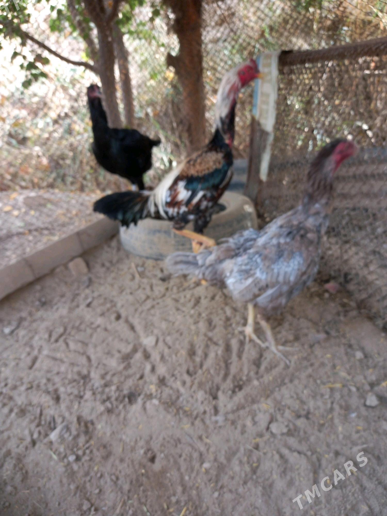 Bayes horaz - Сакар - img 4