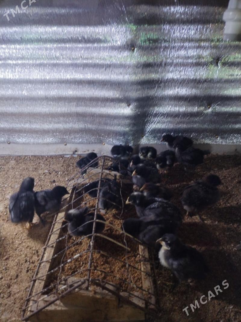 Гигант Жуйже Ак, Гара горнушле - Mary - img 1