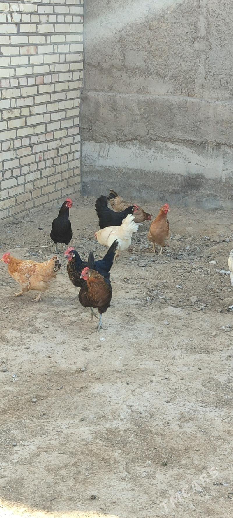 tovuklar - Mary - img 9