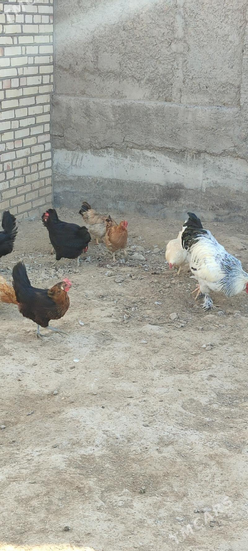 tovuklar - Mary - img 7