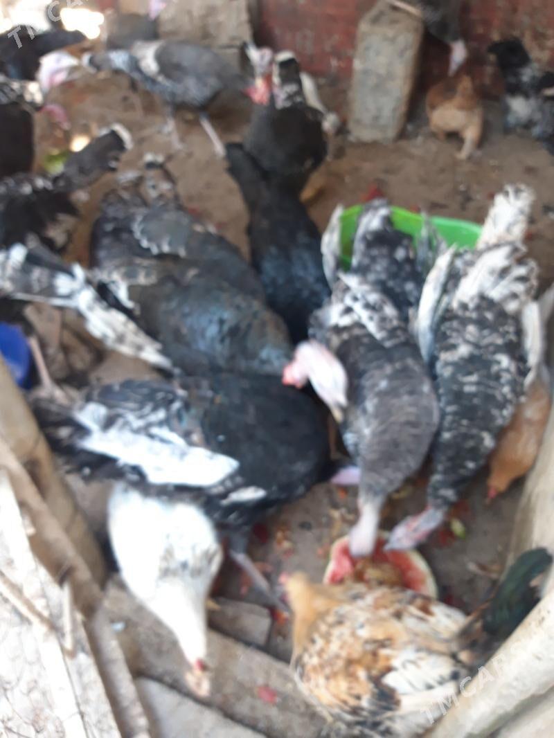 induk - Ашхабад - img 1