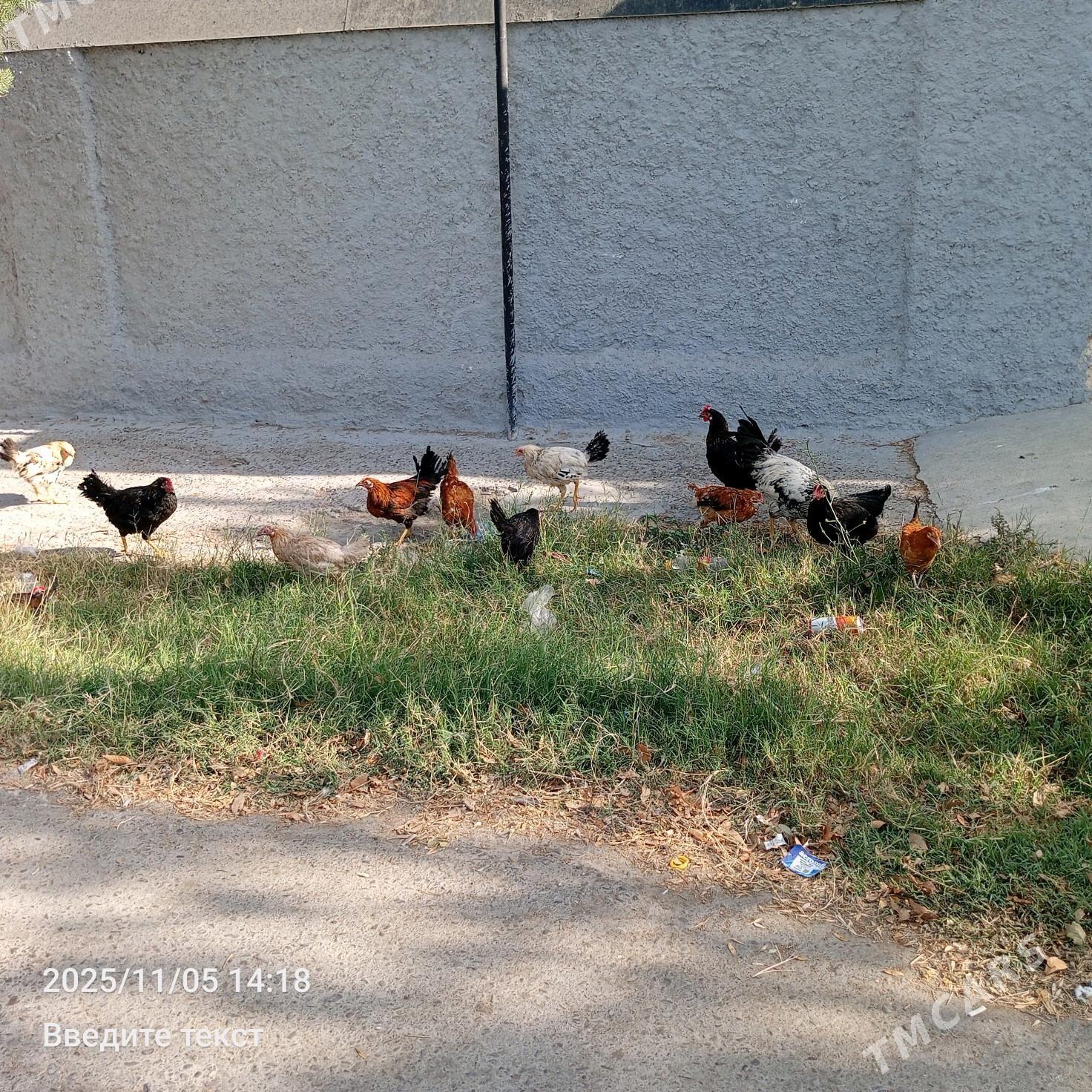 Towuk jüje - Гёкдепе - img 1