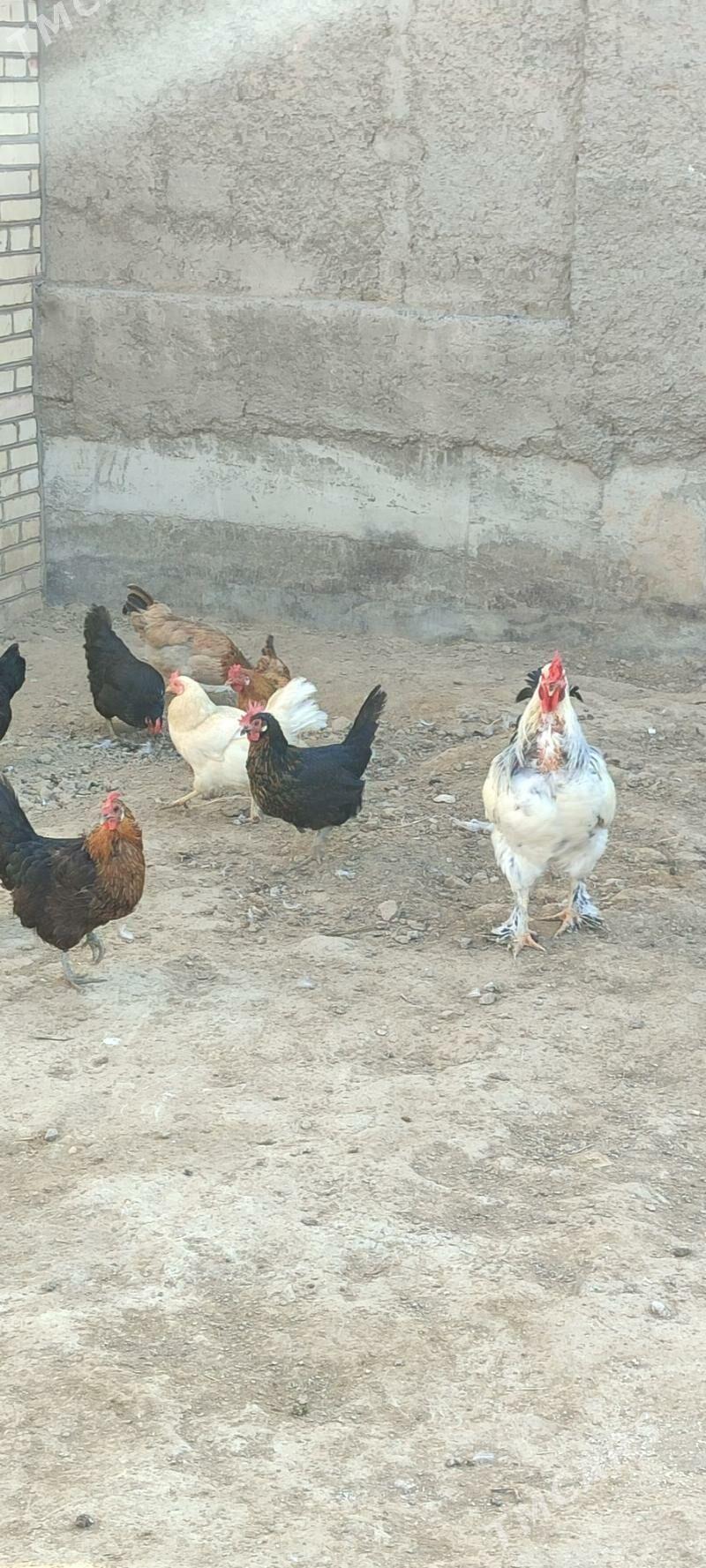 tovuklar - Mary - img 3