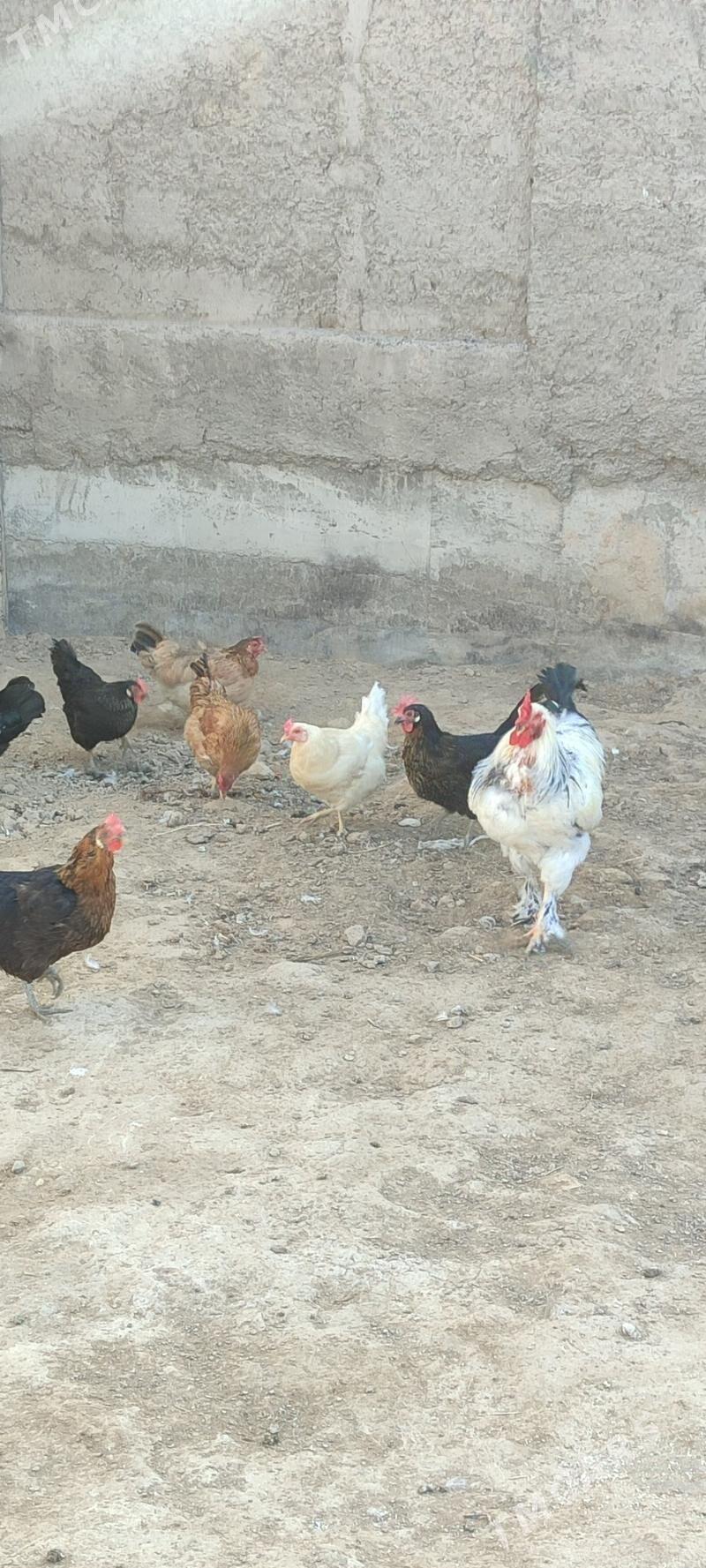 tovuklar - Mary - img 8