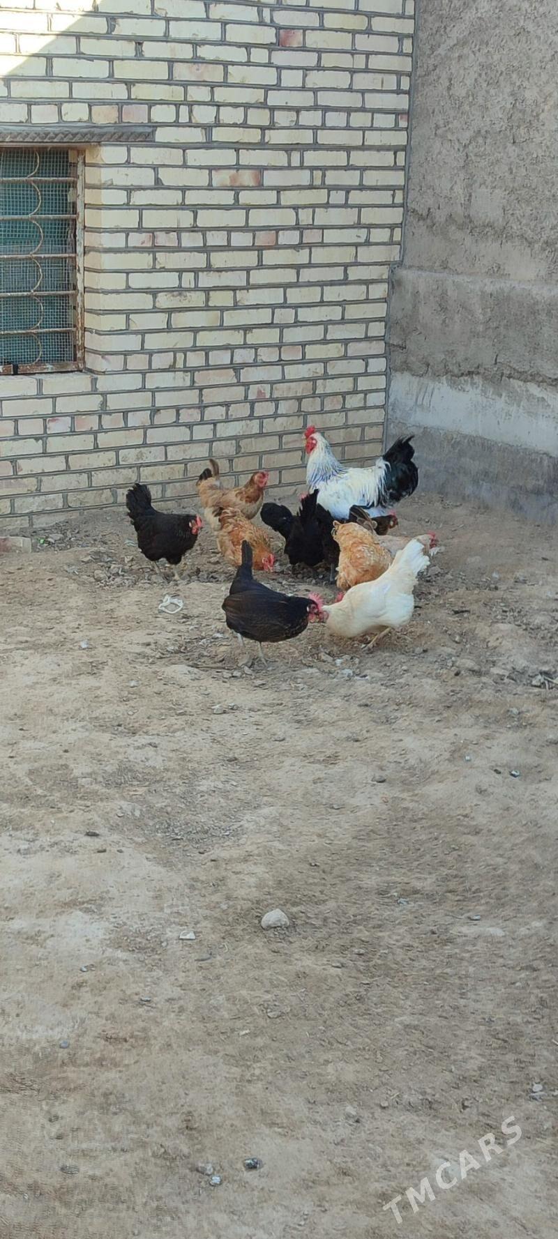 tovuklar - Mary - img 6