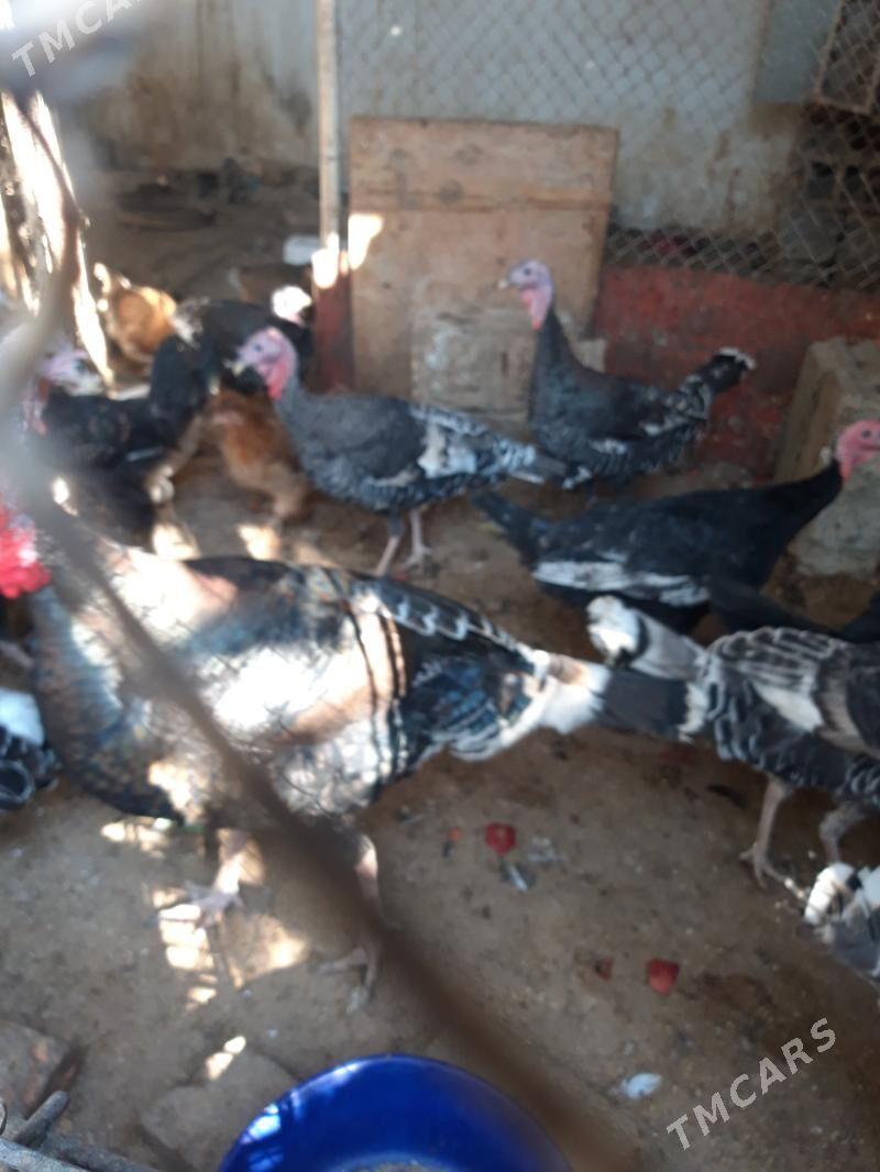 induk - Ашхабад - img 3