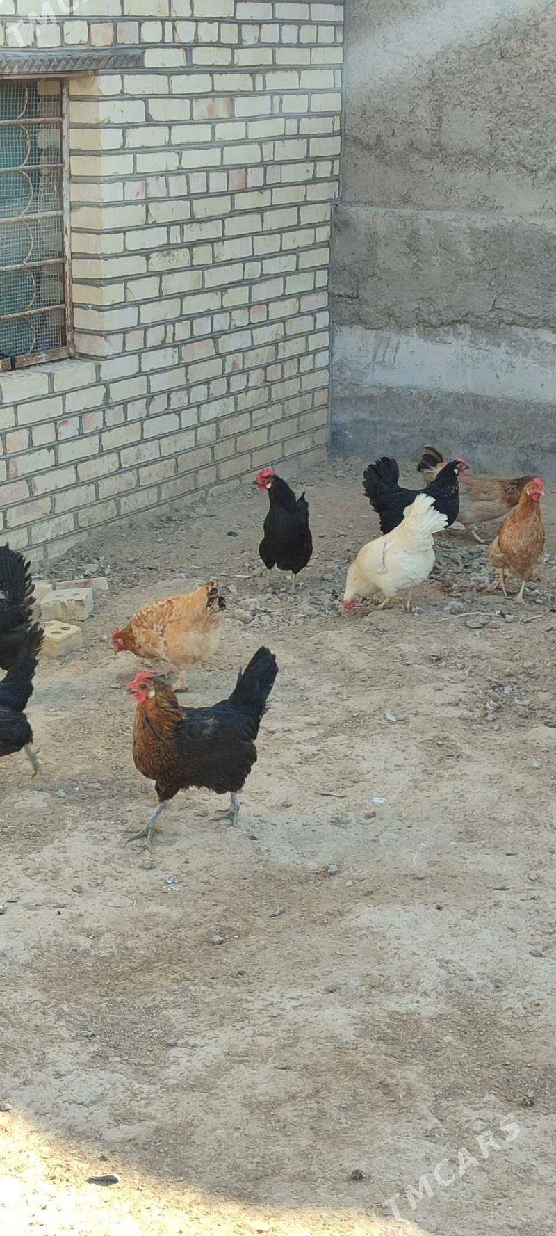 tovuklar - Mary - img 1