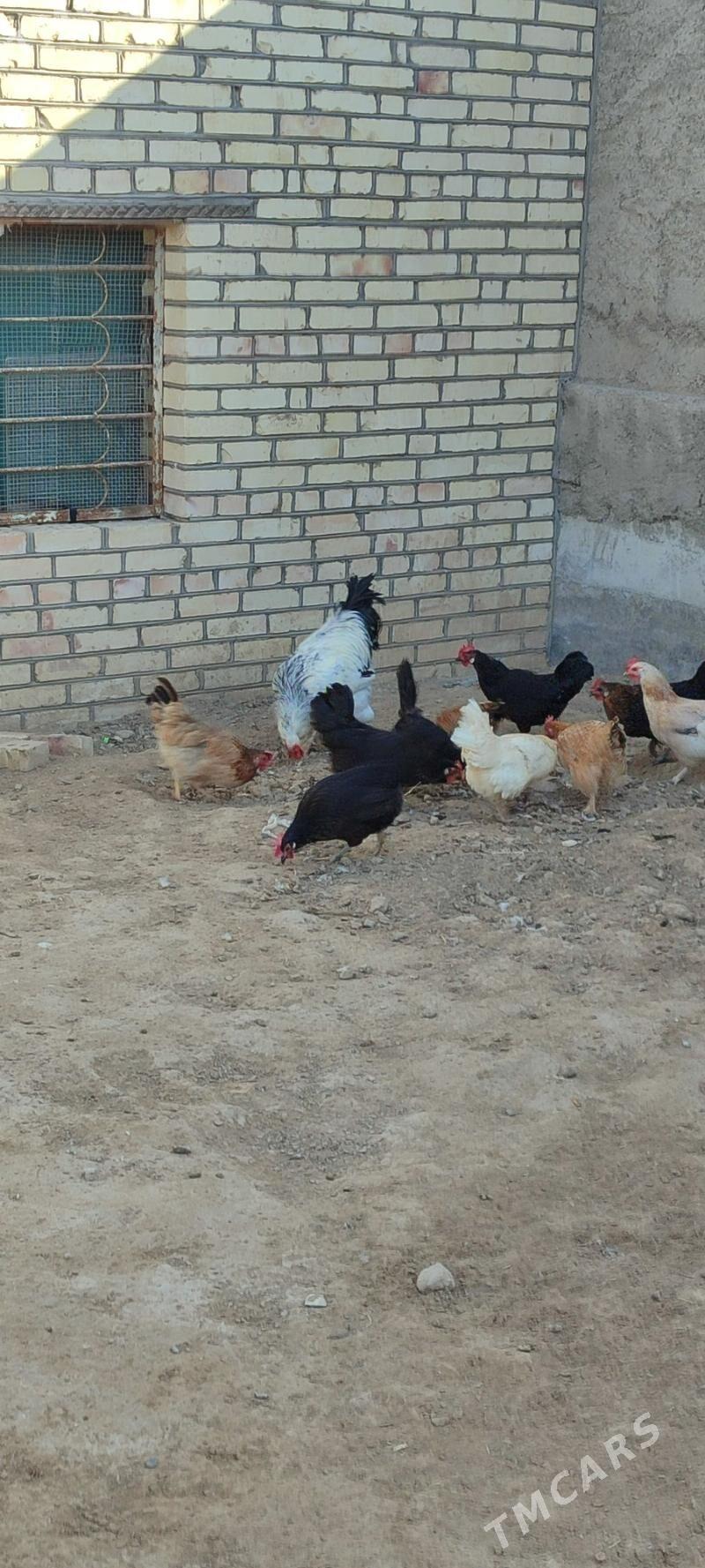 tovuklar - Mary - img 5