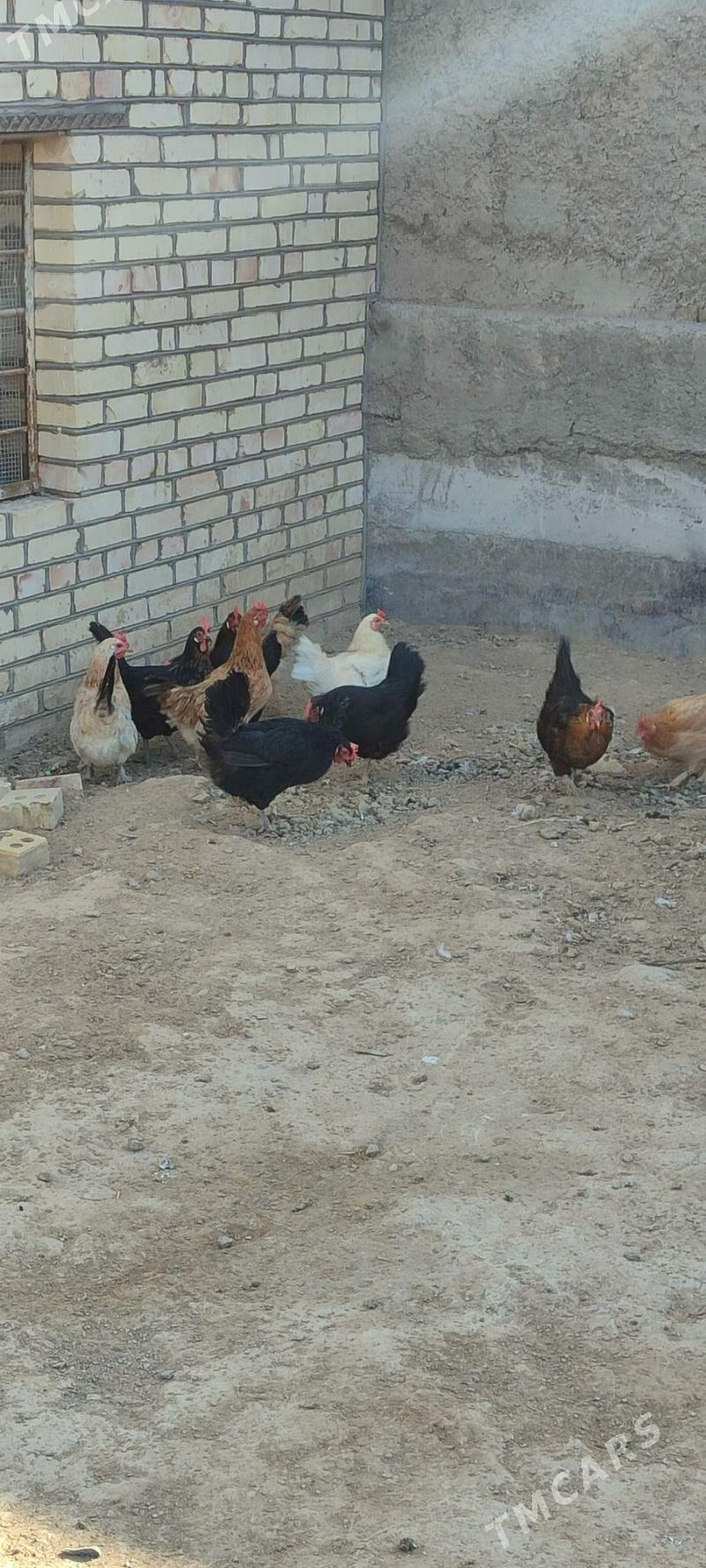 tovuklar - Mary - img 4