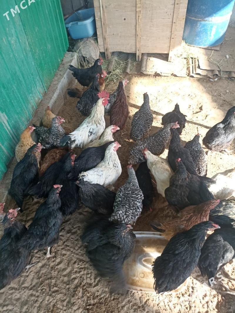 towuk juje horaz bar - Гарадамак Шор - img 1