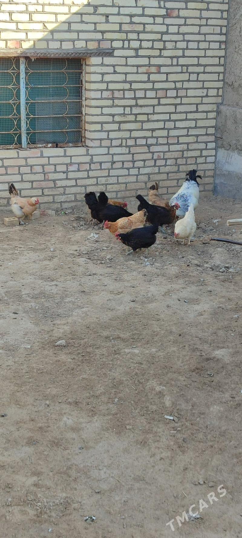 tovuklar - Mary - img 2