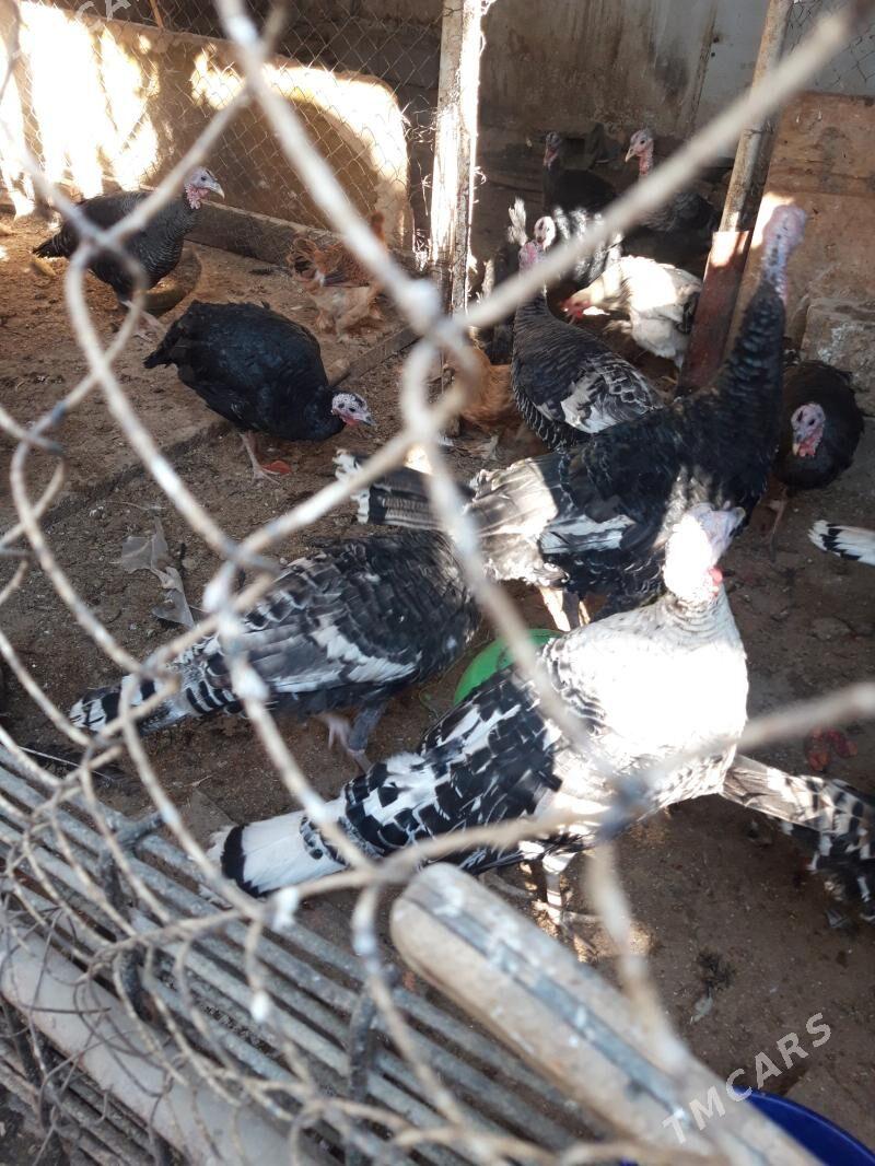 induk - Ашхабад - img 5