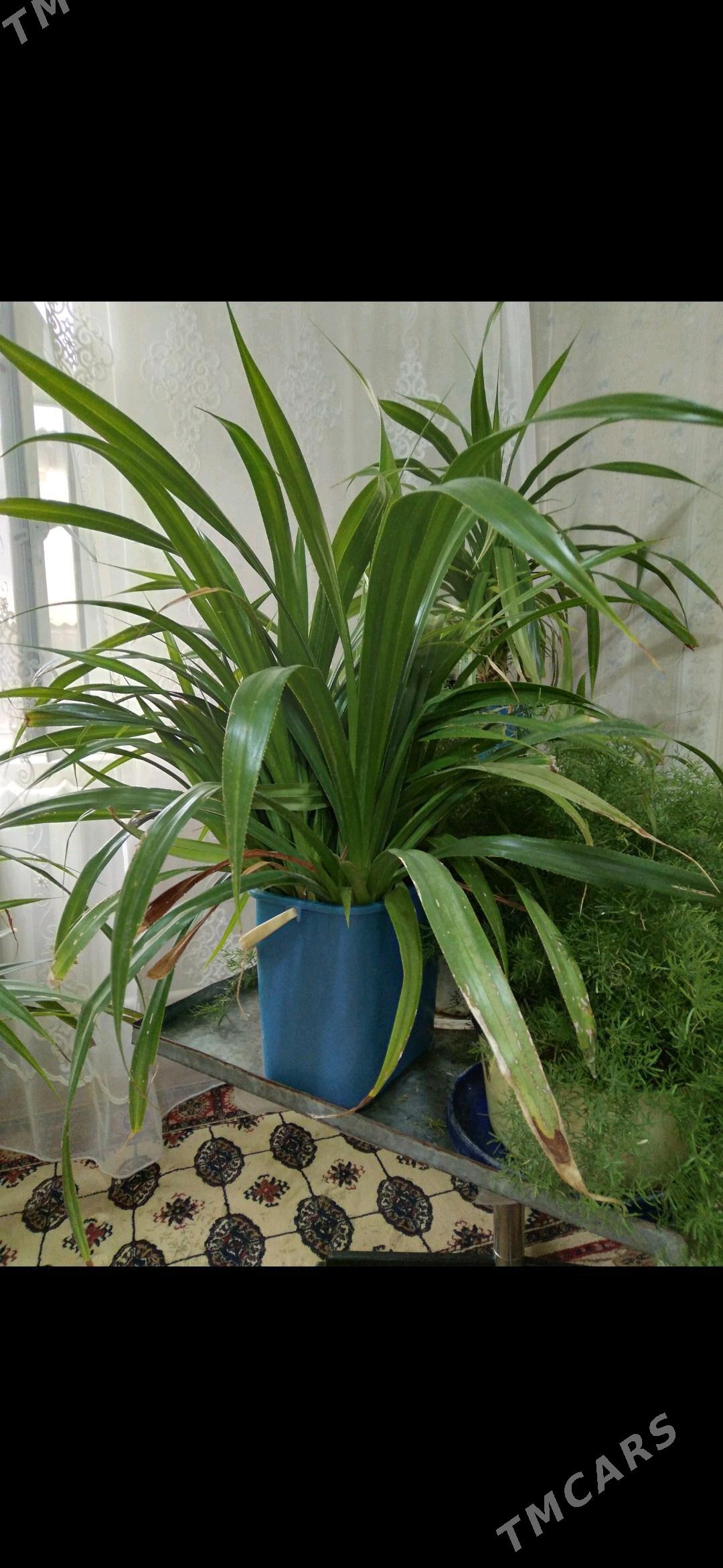 Панданус отростки дешëвые - Türkmengala - img 2