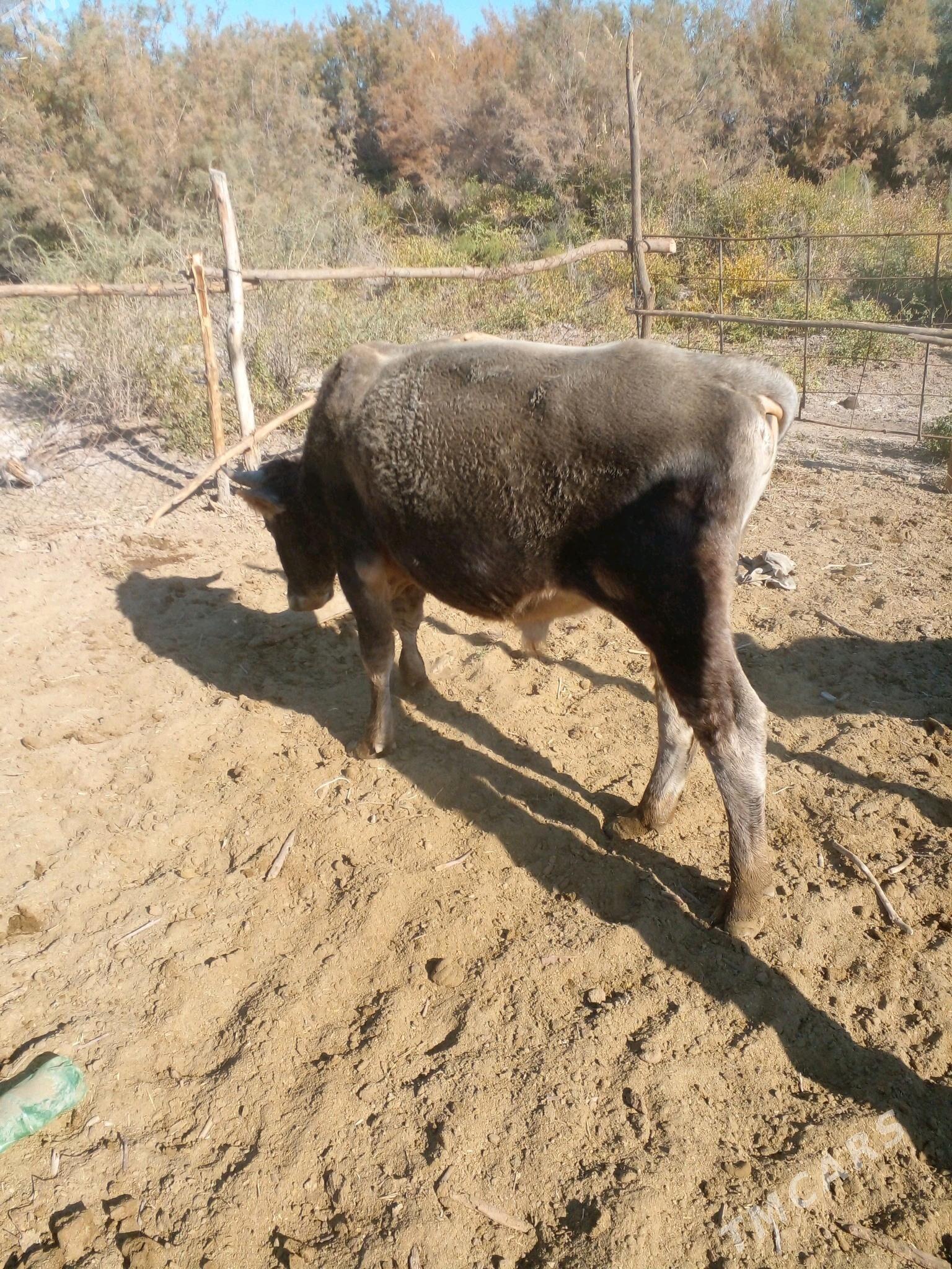 Okuz - Бабадайхан - img 2