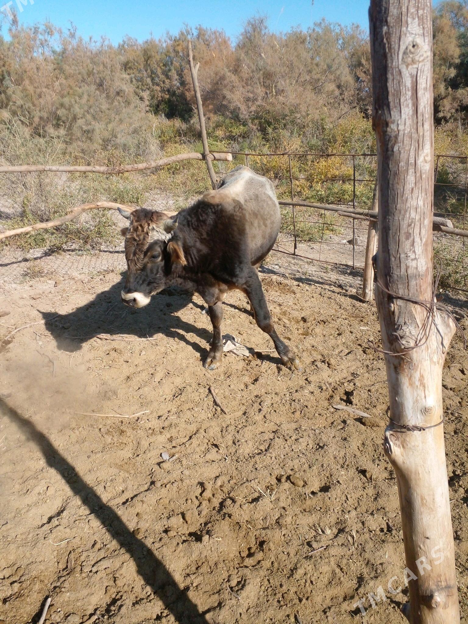 Okuz - Бабадайхан - img 3