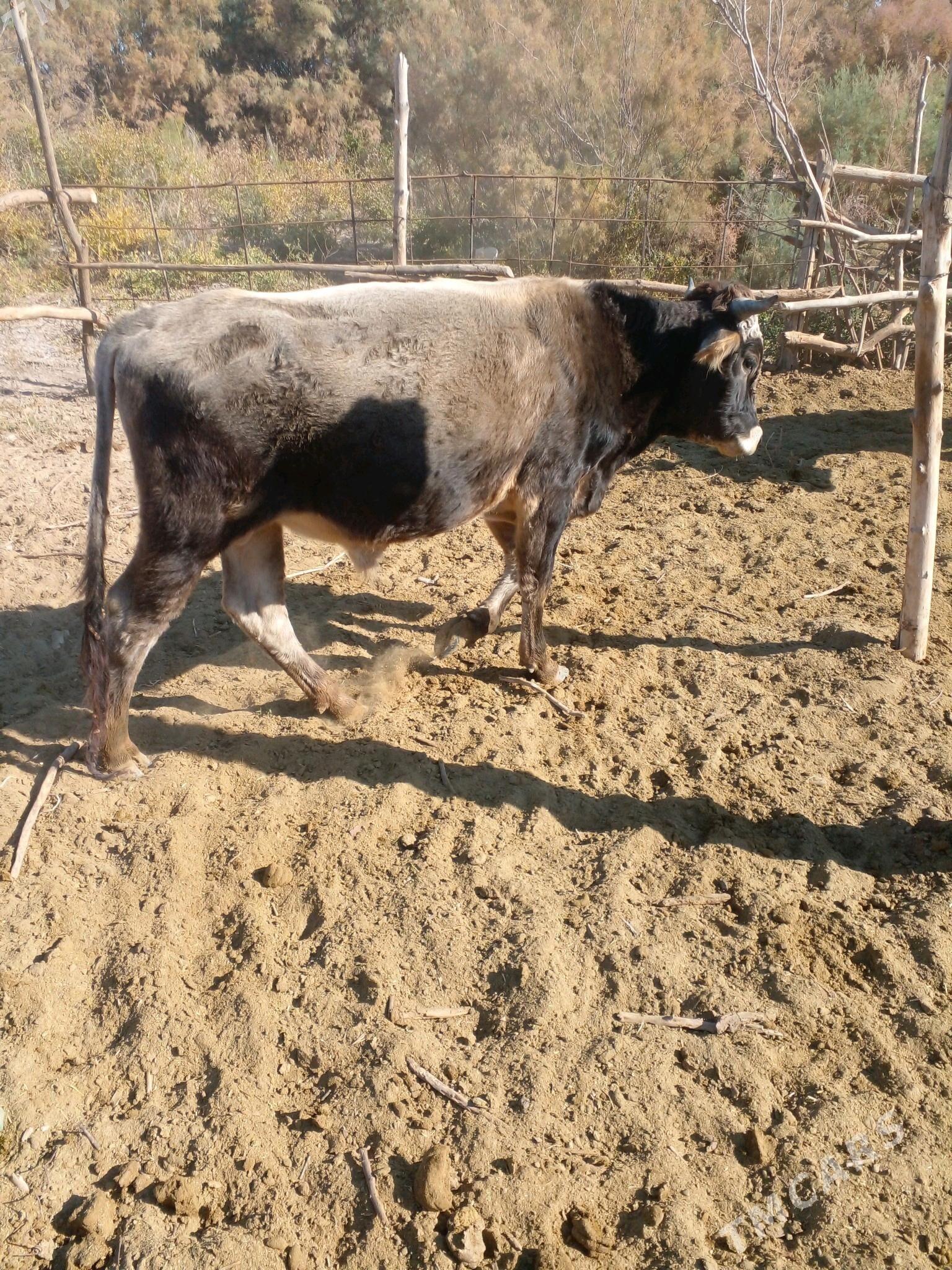 Okuz - Бабадайхан - img 1