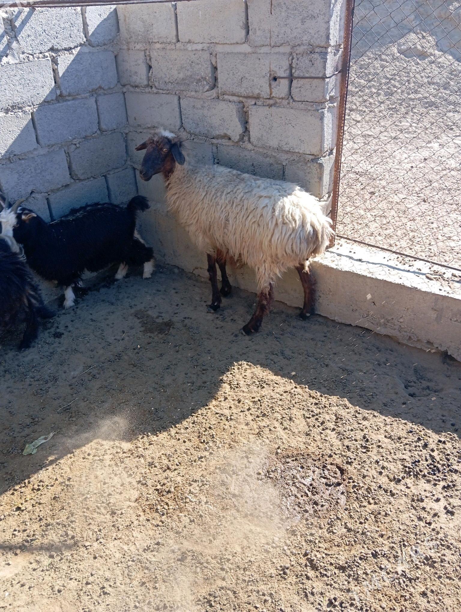 goyun cevis geci - Эсенгулы - img 1