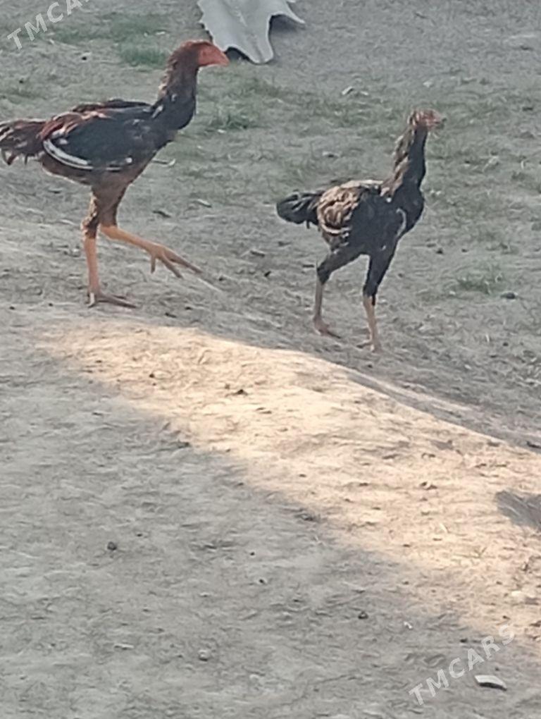 baueš meki - Байрамали - img 3