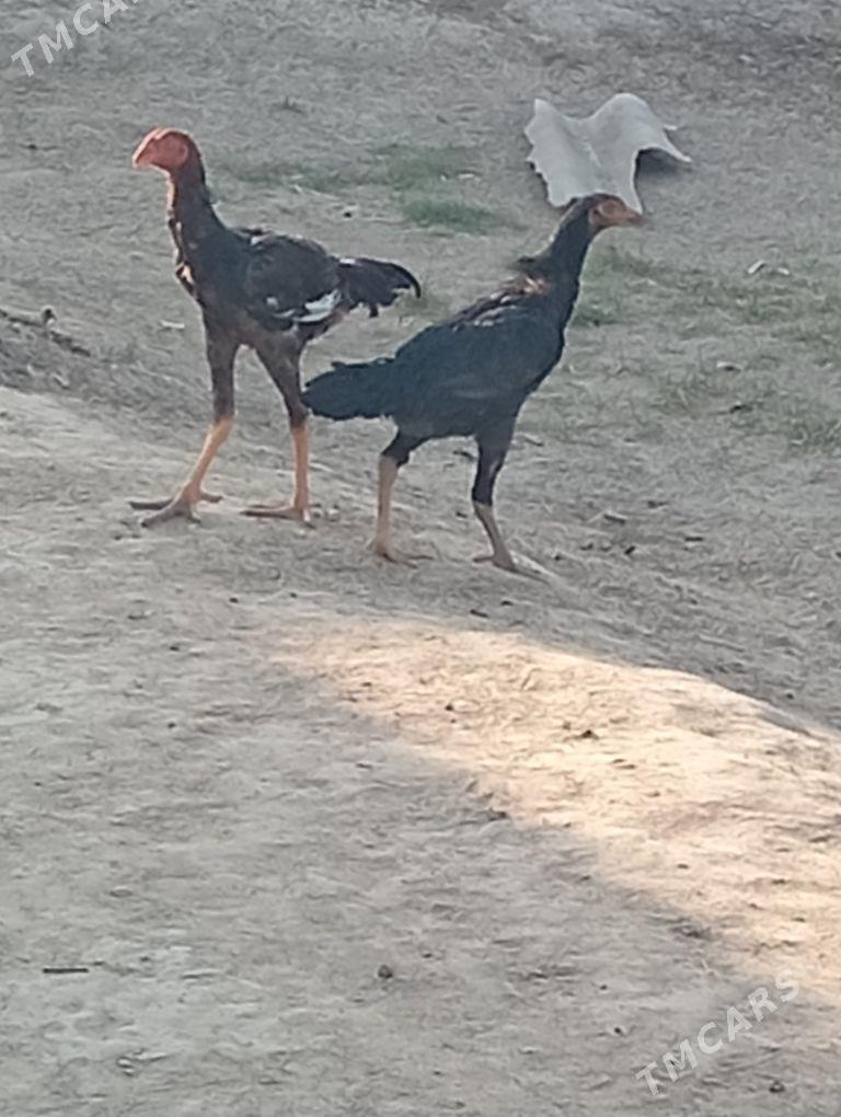 baueš meki - Байрамали - img 2