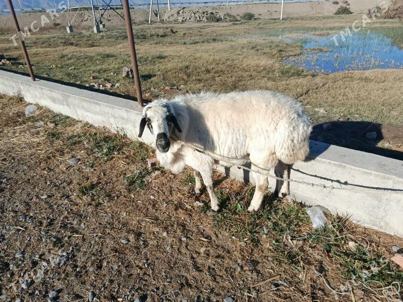 COC BAKYLAN - Гёкдепе - img 1