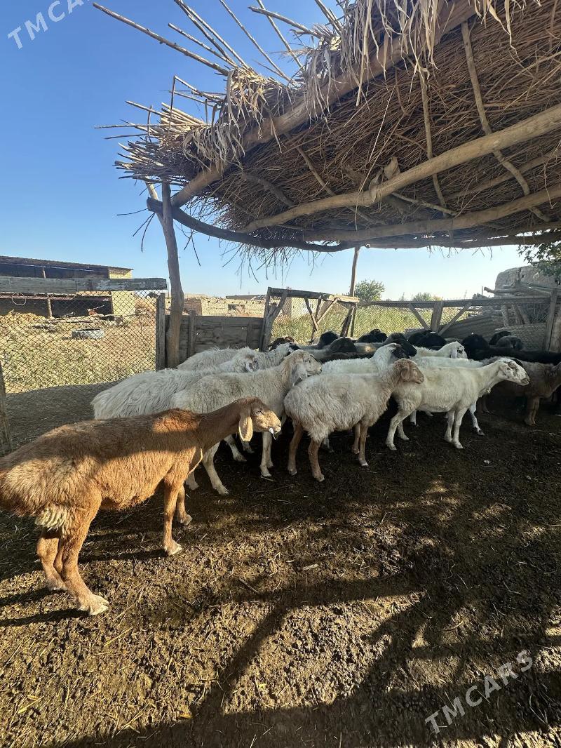 gisar goyunlar - Çärjew - img 4