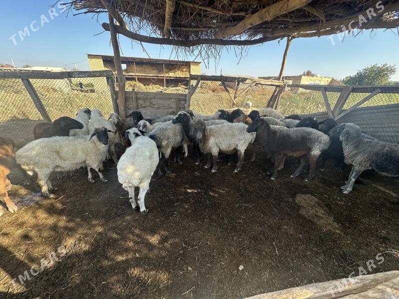 gisar goyunlar - Çärjew - img 5