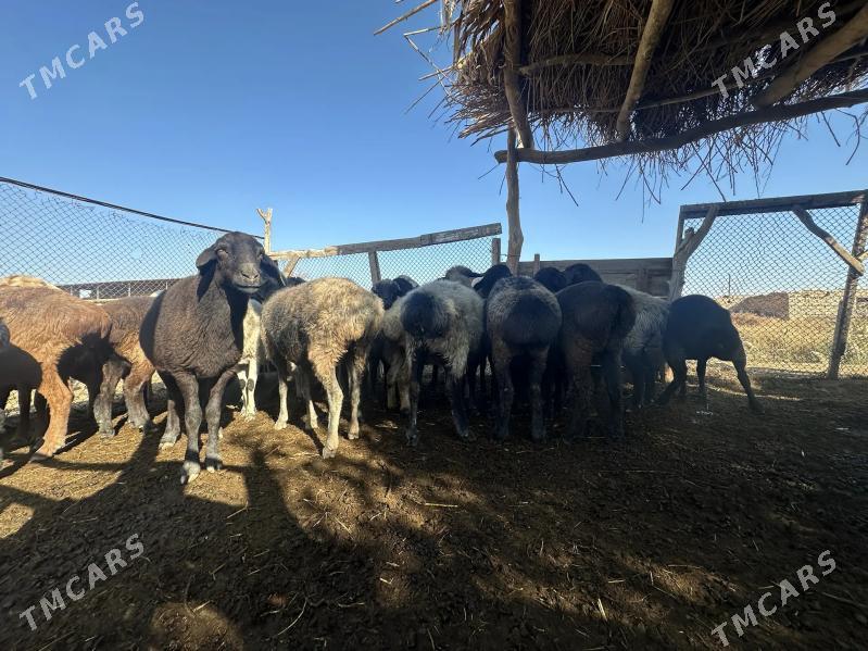 gisar goyunlar - Çärjew - img 7