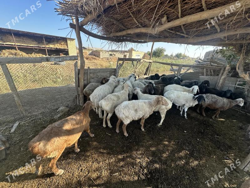 gisar goyunlar - Çärjew - img 2