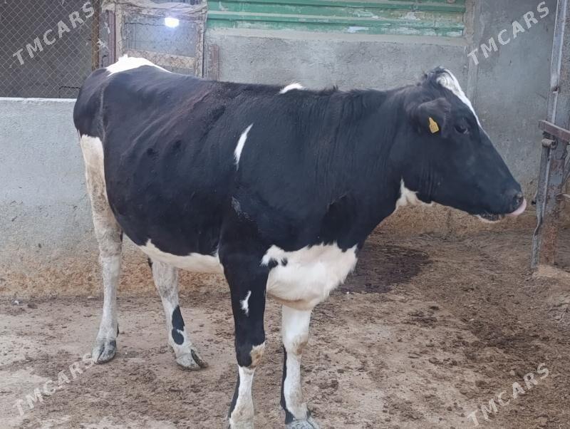 sygyrlar - Багир - img 3