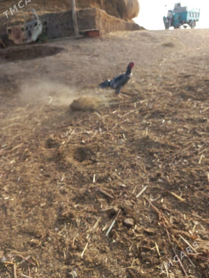 horaz - Sakar - img 5