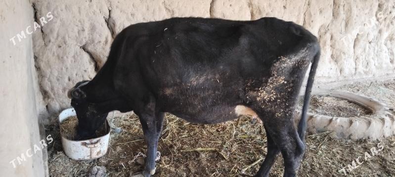 Göleli sygyr - Дянев - img 1