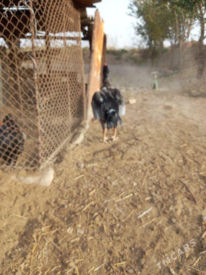 horaz - Sakar - img 3