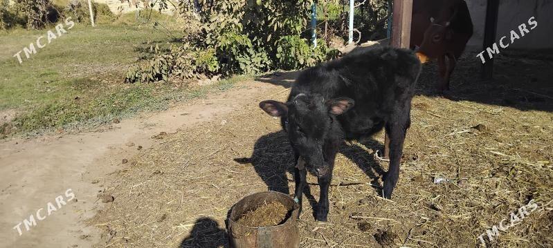 Göleli sygyr - Дянев - img 2