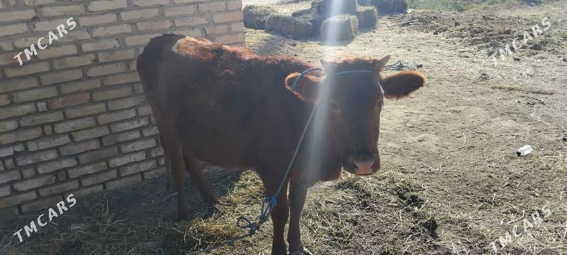 Göleli sygyr - Дянев - img 3