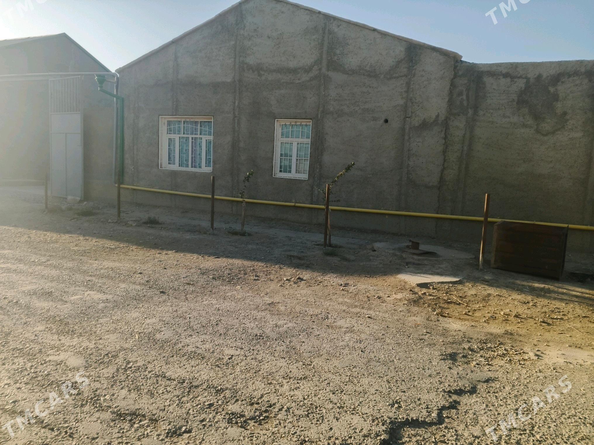 Jay - Gyzylarbat - img 3