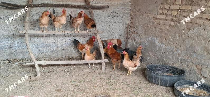 TOWK - Tejen - img 1