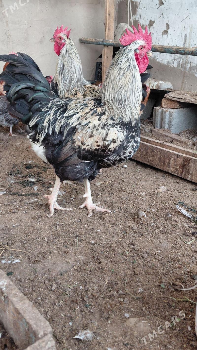 gigant horaz - Aşgabat - img 3