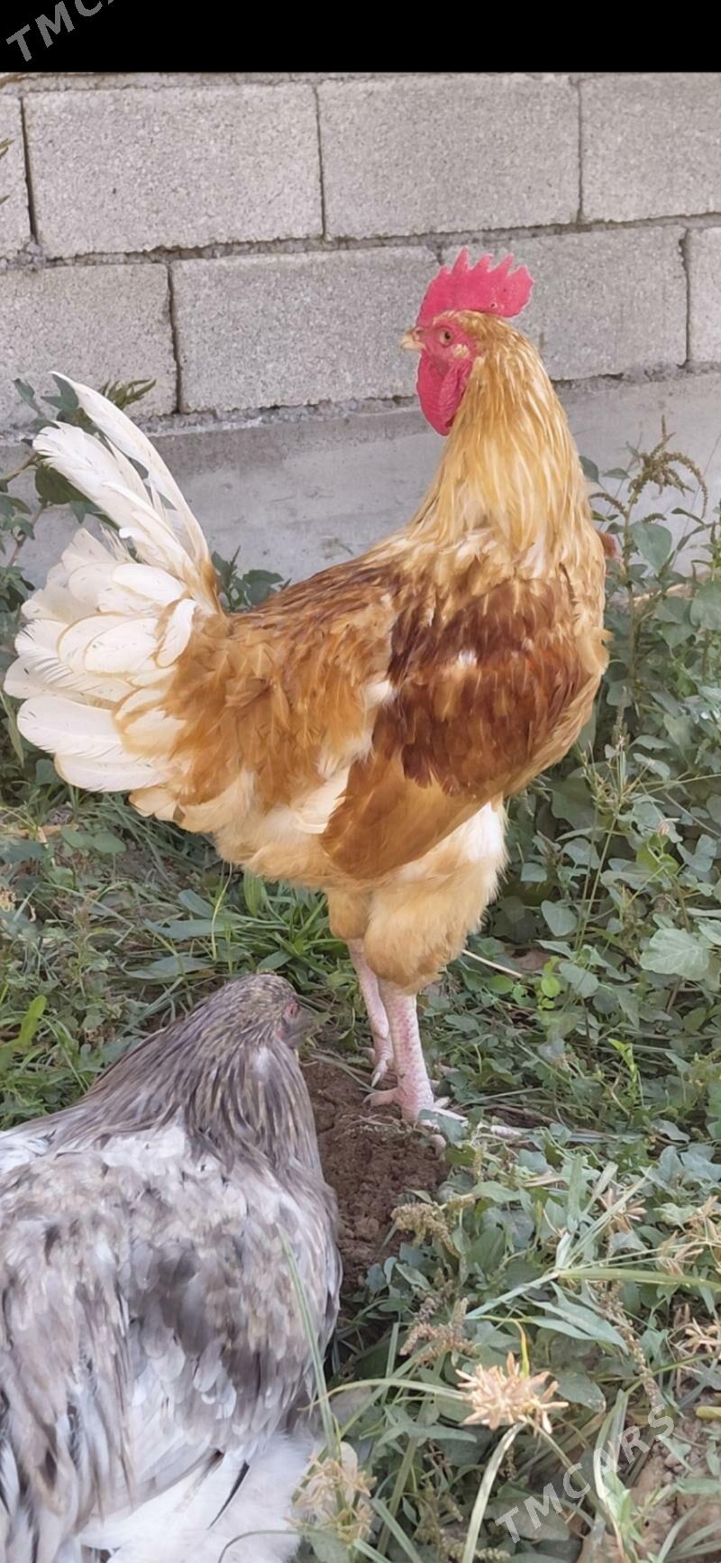 gigant horaz - Aşgabat - img 1