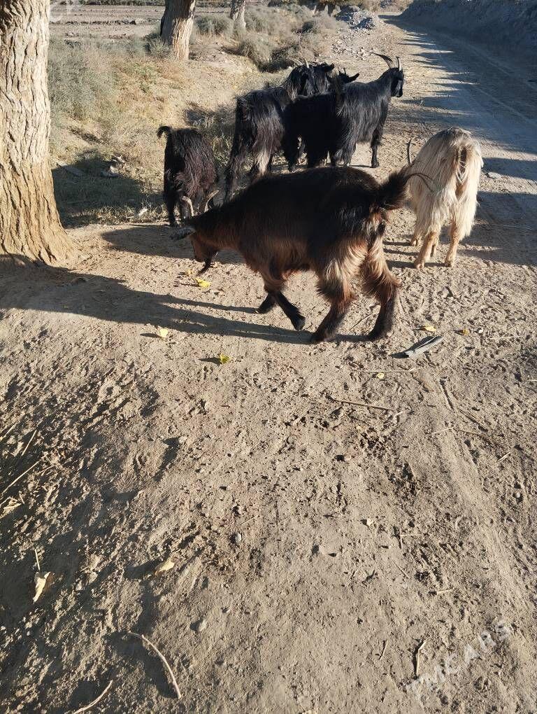 geciler - Сакар - img 2