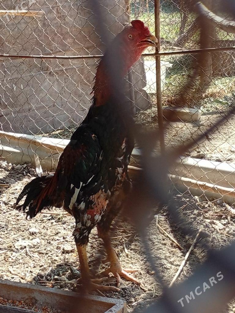 horoz - Байрамали - img 3