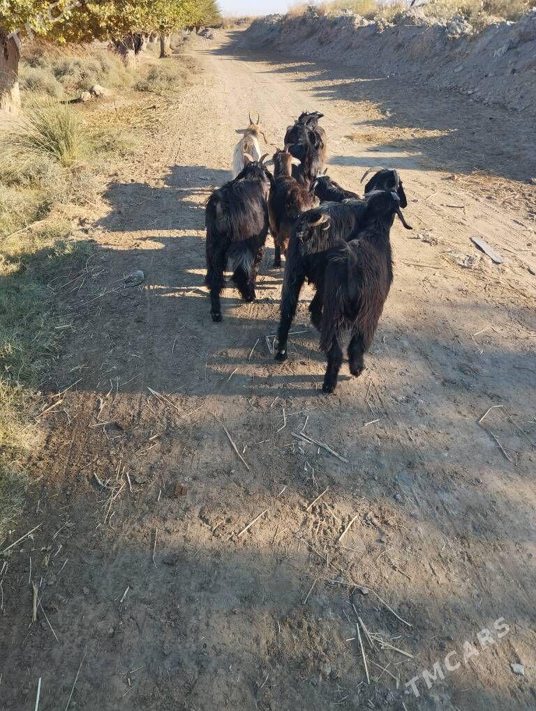 geciler - Сакар - img 7