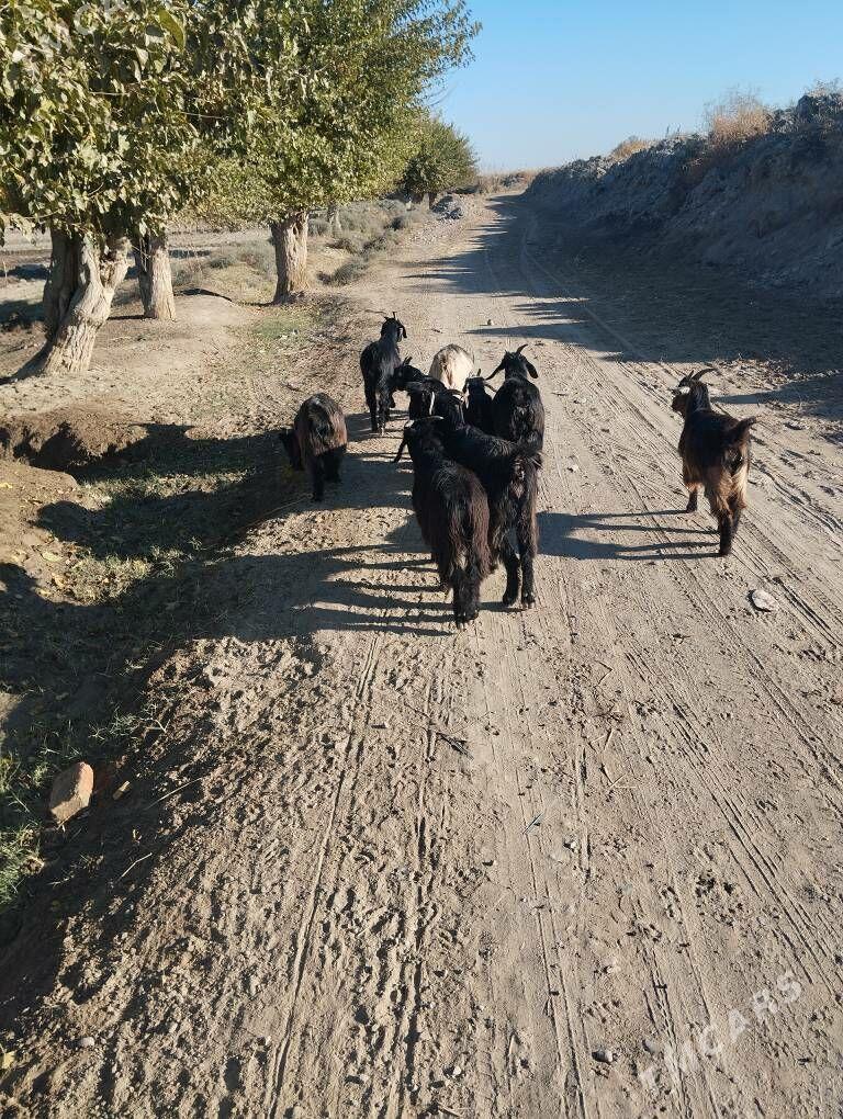 geciler - Сакар - img 6