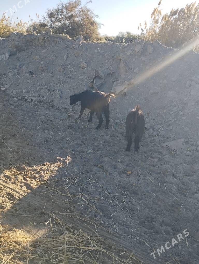 geciler - Сакар - img 5