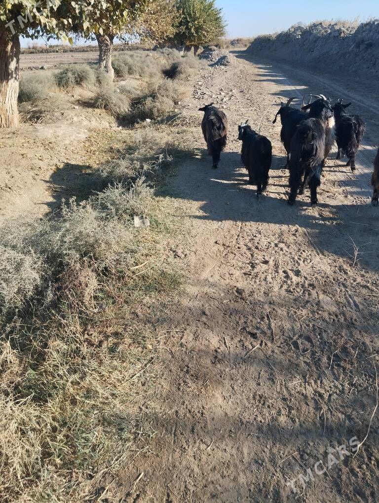 geciler - Сакар - img 1